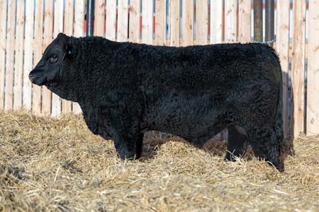 Yearling Bull